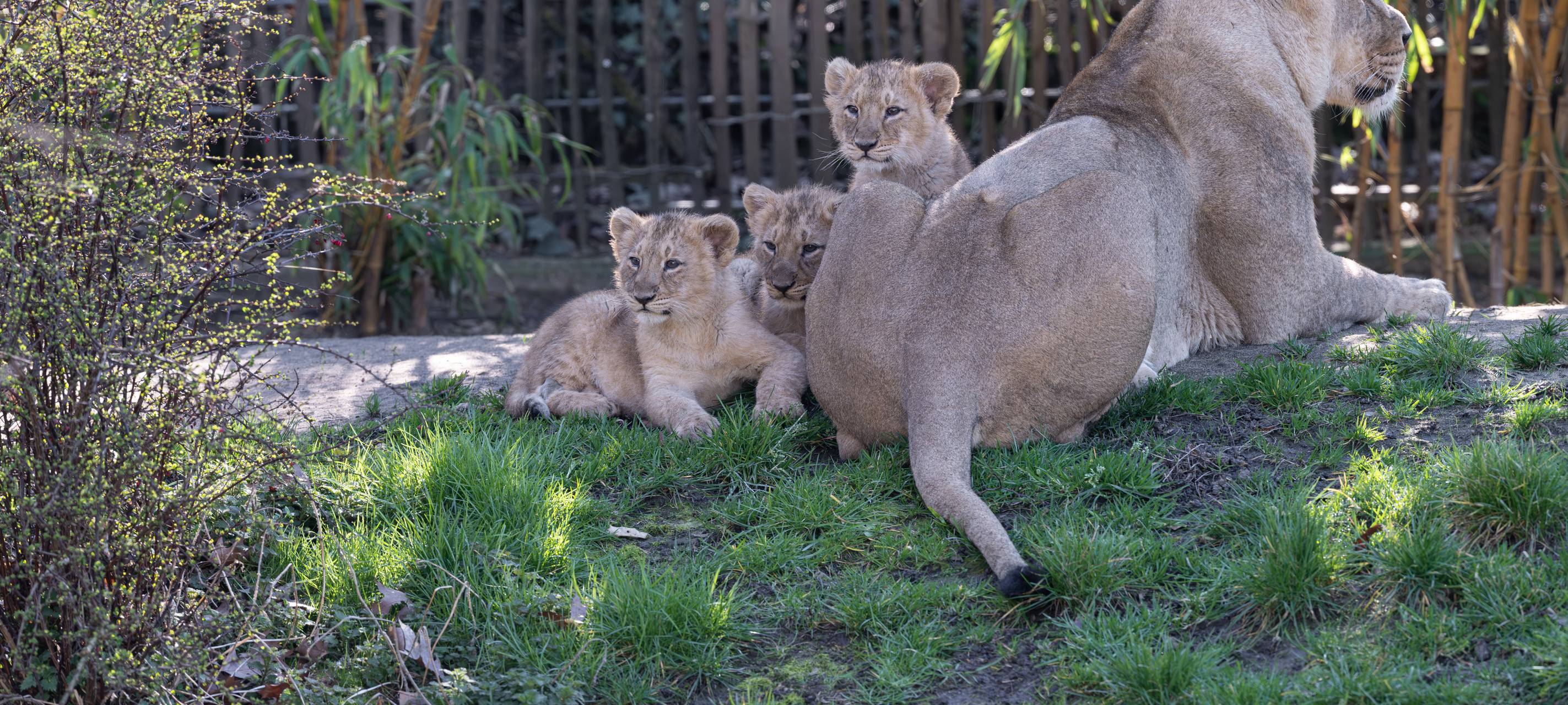 Kölner Zoo stellt Löwennachwuchs vor