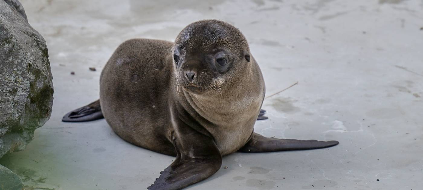 Neues Seelöwenbaby kommt im Kölner Zoo zur Welt