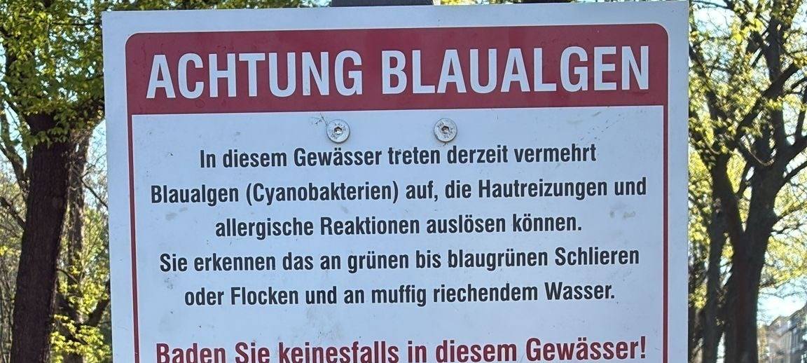 Blaualgen im Theodor-Heuss-Weiher