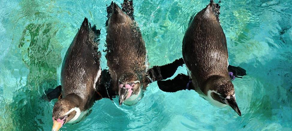 Hitzewoche startet mit tropischen Temperaturen