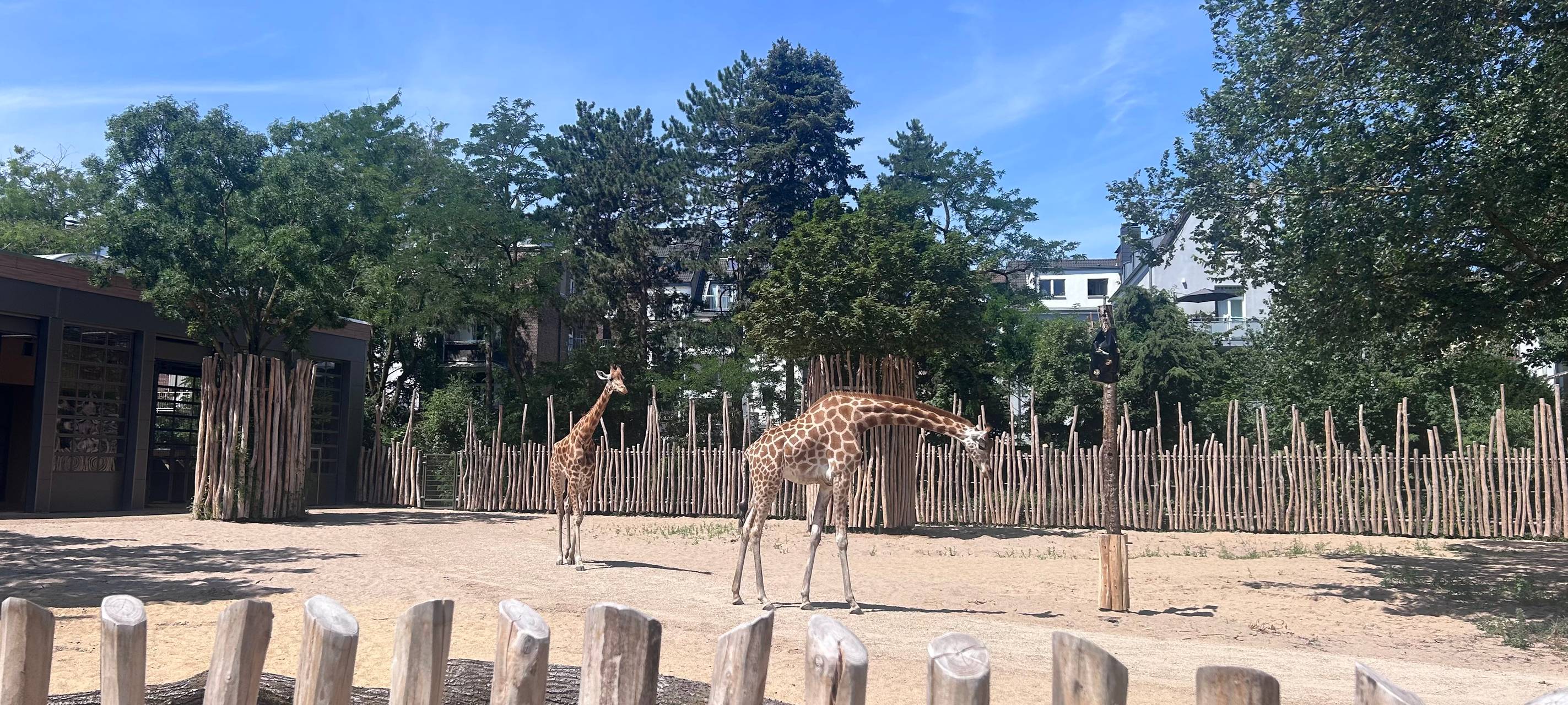 Die Giraffen sind zurück im Kölner Zoo!