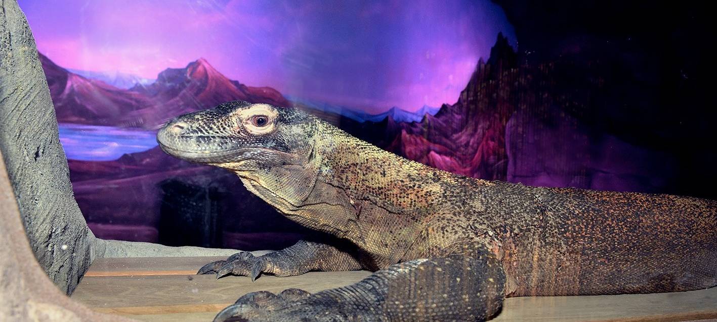 Kölner Zoo zeigt erstmals Komodowarane