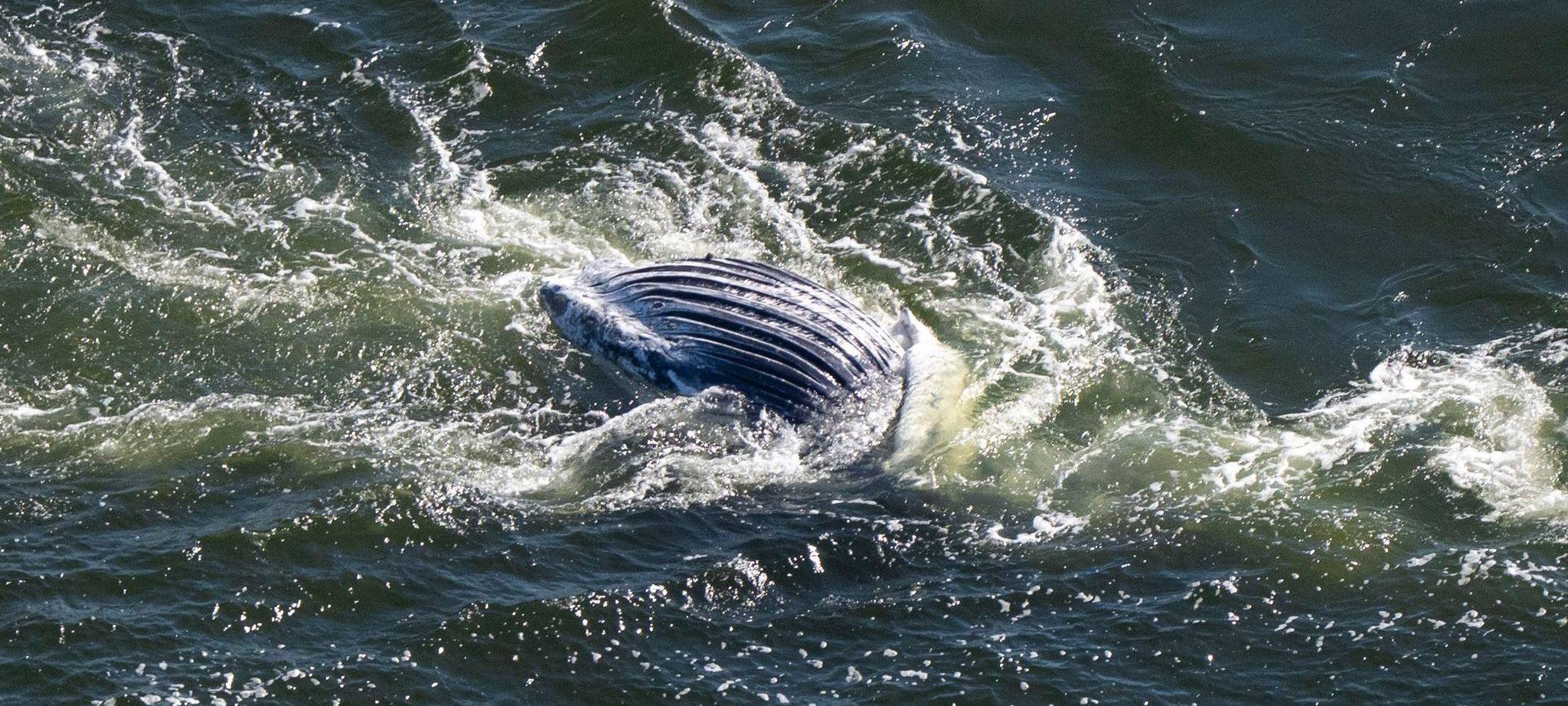 Wal ohne Lebenszeichen im Greifswalder Bodden entdeckt