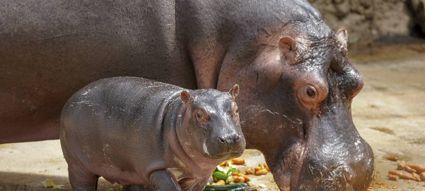 Kölner Zoo öffnet an Weihnachtsfeiertagen
