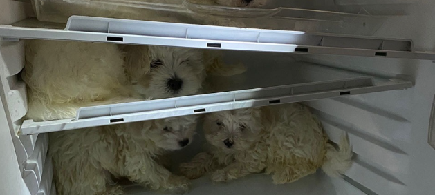 Polizei rettet Hundewelpen aus Kühlschrank